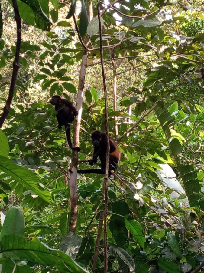 Jungle Paunch Βίλα Μπόκας ντελ Τόρο Εξωτερικό φωτογραφία