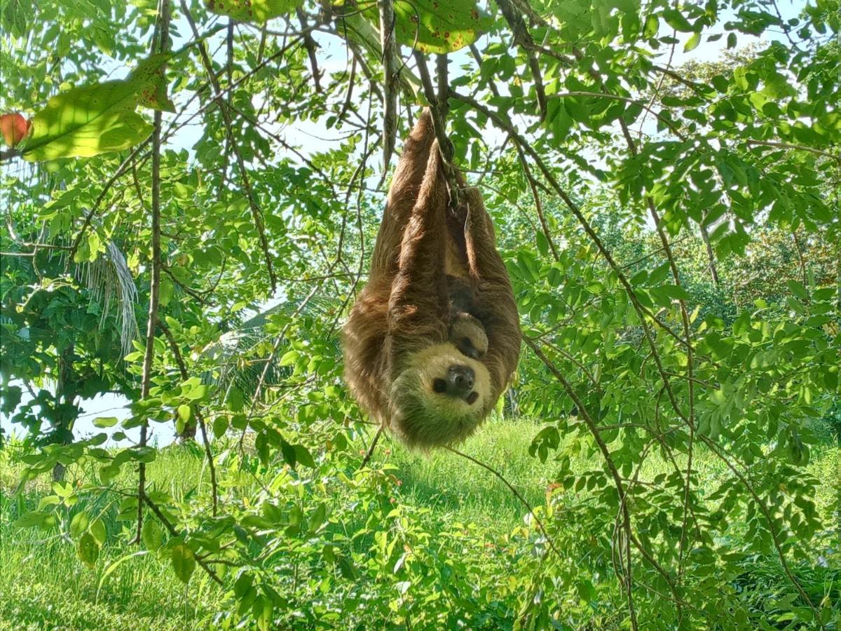 Jungle Paunch Βίλα Μπόκας ντελ Τόρο Εξωτερικό φωτογραφία