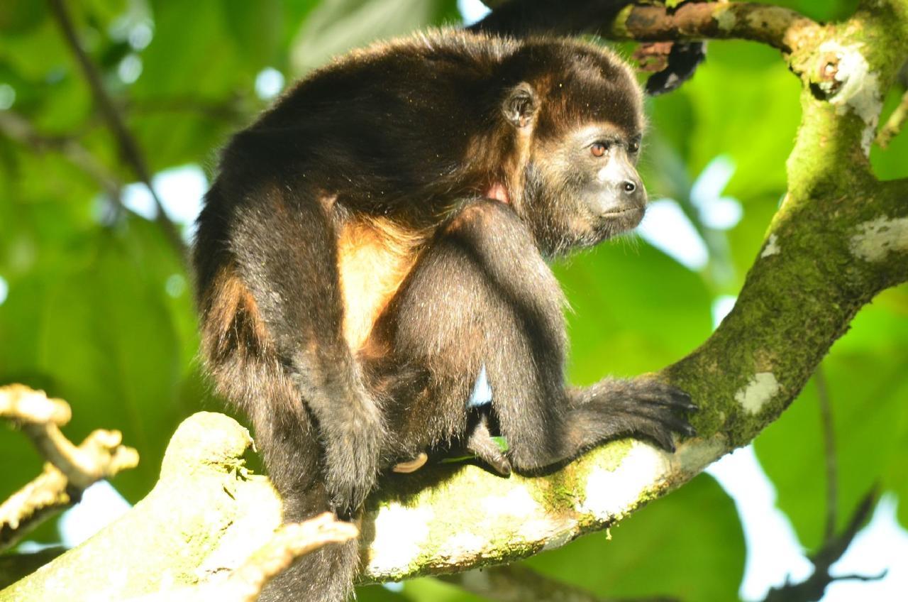 Jungle Paunch Βίλα Μπόκας ντελ Τόρο Εξωτερικό φωτογραφία